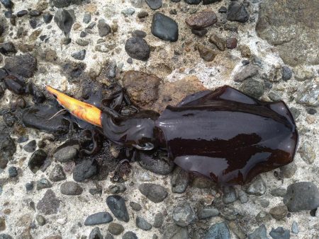 新タックルでの初釣果